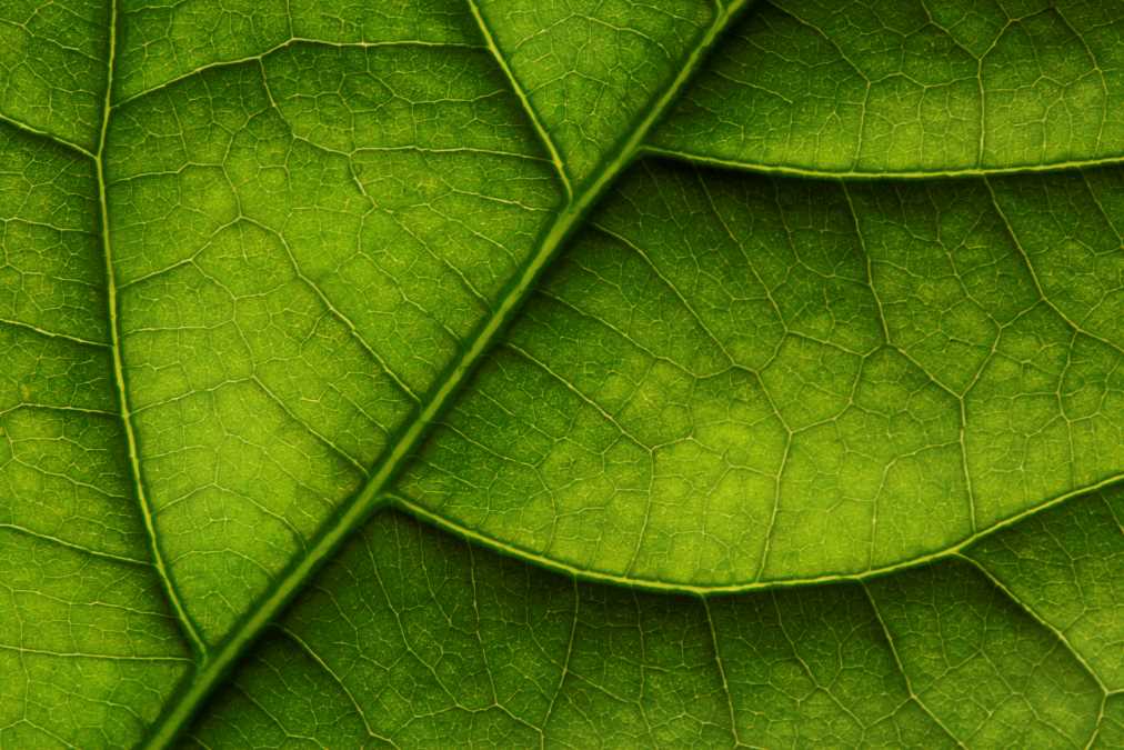 gettyimages-988473254-close-up-leaf-green_1012.jpg