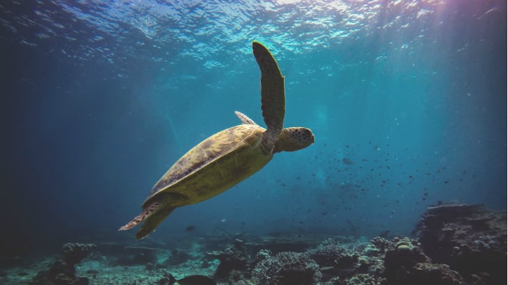Sea Turtle_730x410.jpg
