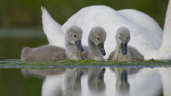 Grey-swans.jpg