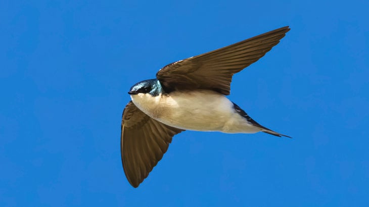 HY_Swallow.jpg
