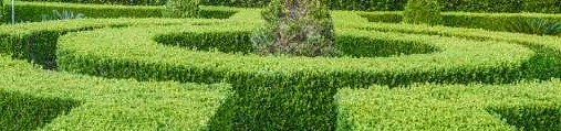 box-hedge_331070426_1012.jpg