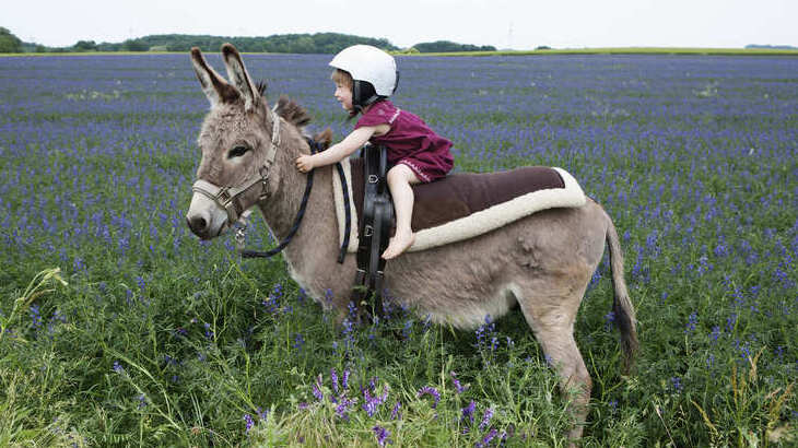 Donkey_pin.jpg