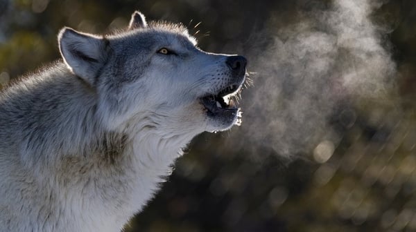 wolf breathing
