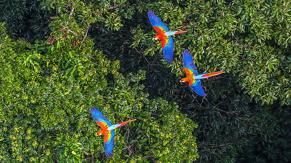 parrots flying