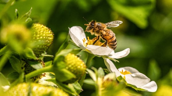 bee on a flower