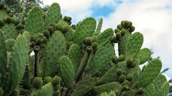 Prickly pear