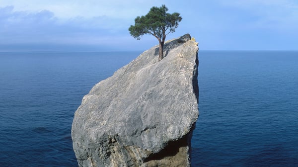 Tree on a rock