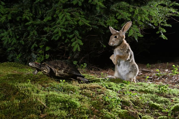Hare Tortoise