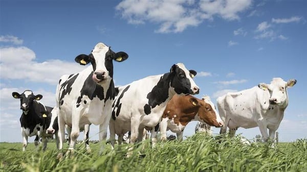 Cow beef