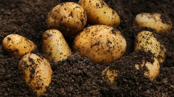 potato picking