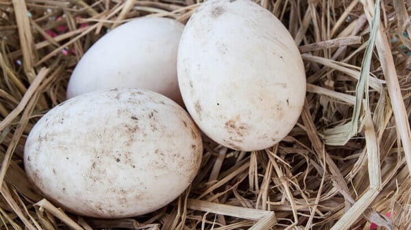 eggs basket