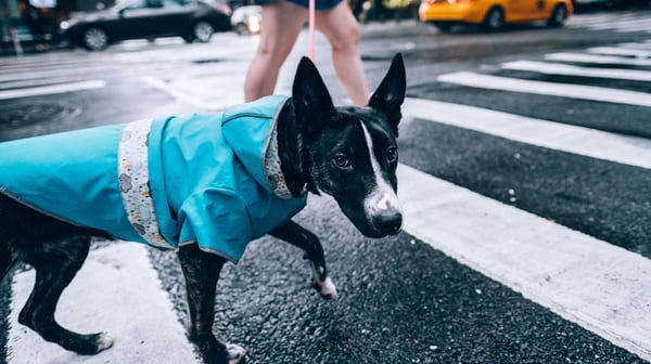 Dog walking NY
