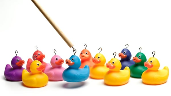 Ducks-selecting fishing