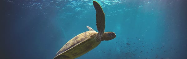 sea-turtle_1400x450.jpg