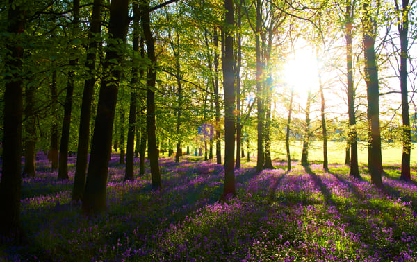 bluebell forest