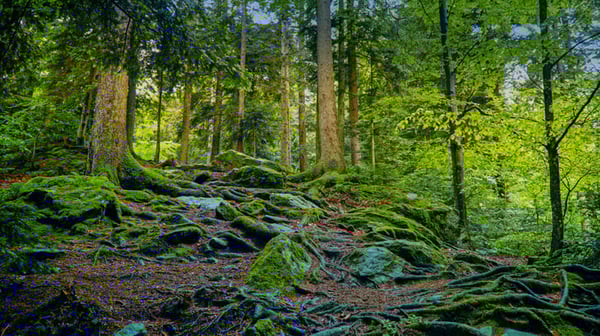 rooted nature