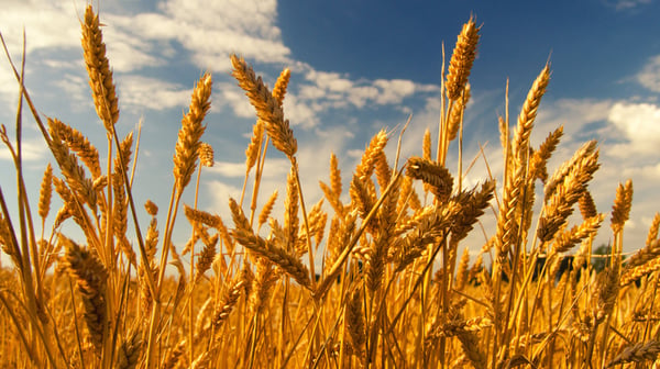 A field of wheat